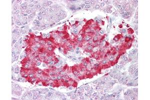 Anti-ATG4D antibody IHC of human pancreas. (ATG4D 抗体  (AA 444-457))