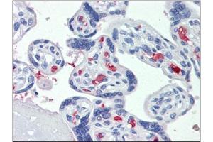 Immunohistochemistry: Placenta, Human: Formalin-Fixed, Paraffin-Embedded (FFPE) (CLEC2D 抗体)