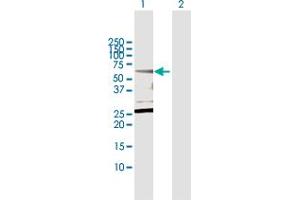 Western Blot analysis of CPNE1 expression in transfected 293T cell line by CPNE1 MaxPab polyclonal antibody. (CPNE1 抗体  (AA 1-537))