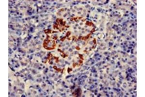 Immunohistochemistry of paraffin-embedded human pancreatic tissue using ABIN7162562 at dilution of 1:100 (PTF1A 抗体  (AA 224-325))