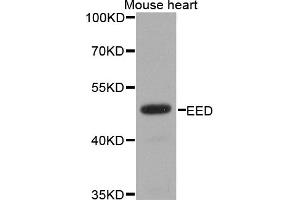 Western blot analysis of extracts of mouse heart, using EED antibody (ABIN1876559) at 1:1000 dilution. (EED 抗体)