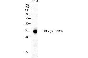 Western Blot (WB) analysis of specific cells using Phospho-Cdc2 (T161) Polyclonal Antibody. (CDK1 抗体  (pThr161))