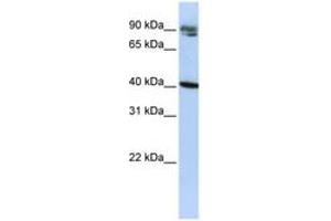 Image no. 1 for anti-Kelch Domain Containing 8A (KLHDC8A) (C-Term) antibody (ABIN6740699) (KLHDC8A 抗体  (C-Term))