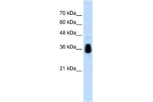 MKRN1 antibody used at 1. (MKRN1 抗体  (C-Term))