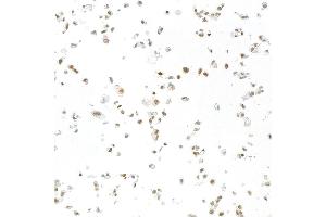 Immunocytochemistry (ICC) image for anti-RNA Binding Motif Protein 9 (RBM9) (AA 1-50) antibody (ABIN7454009) (Recombinant RBM9 抗体  (AA 1-50))