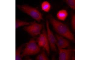 Immunofluorescence (IF) image for anti-Glyceraldehyde-3-Phosphate Dehydrogenase (GAPDH) (AA 1-335), (N-Term) antibody (ABIN492380)