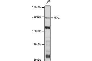 Western blot analysis of extracts of LO2 cells, using RFX1 antibody (ABIN7269905) at 1:1000 dilution. (RFX1 抗体  (AA 200-300))