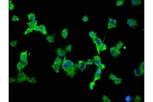 Immunofluorescence (IF) image for anti-Sodium Channel, Voltage-Gated, Type I, alpha Subunit (SCN1A) (AA 992-1099) antibody (ABIN7169916)