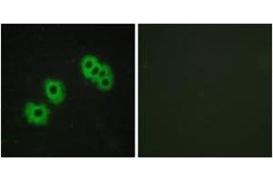 Immunofluorescence analysis of MCF7 cells, using GPR105 Antibody. (P2RY14 抗体  (AA 146-195))