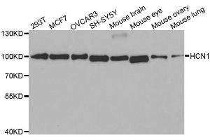 Western blot analysis of extracts of various cell lines, using HCN1 antibody. (HCN1 抗体)