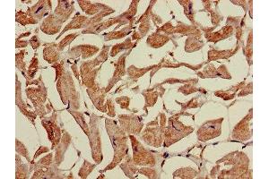 Immunohistochemistry of paraffin-embedded human heart tissue using ABIN7159692 at dilution of 1:100 (APOOL 抗体  (AA 163-268))