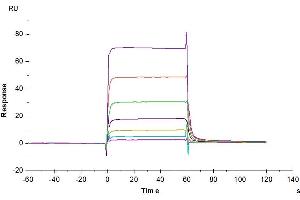 Surface Plasmon Resonance (SPR) image for Programmed Cell Death 1 (PDCD1) (AA 25-167) protein (His-Avi Tag,Biotin) (ABIN7275421)