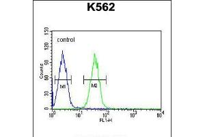 Flow cytometric analysis of K562 cells (right histogram) compared to a negative control cell (left histogram). (EFHC2 抗体  (N-Term))