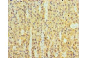 Immunohistochemistry of paraffin-embedded human adrenal gland tissue using ABIN7148380 at dilution of 1:100 (Complement Factor B 抗体  (AA 26-751))