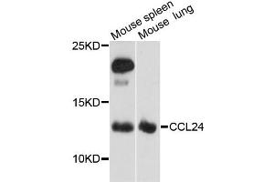 Western blot analysis of extracts of various cell lines, using CCL24 antibody (ABIN1871517) at 1:3000 dilution. (CCL24 抗体)
