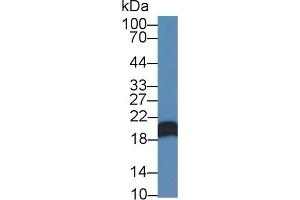 Western Blotting (WB) image for anti-Canopy 2 Homolog (CNPY2) (AA 21-182) antibody (ABIN7441694)