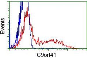 Image no. 1 for anti-Chromosome 9 Open Reading Frame 41 (C9orf41) antibody (ABIN1497060) (C9orf41 抗体)