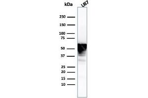 Western Blot Analysis of U87 cell lysate using Vimentin Mouse Monoclonal Antibody (VIM/3736). (Vimentin 抗体  (AA 2-466))