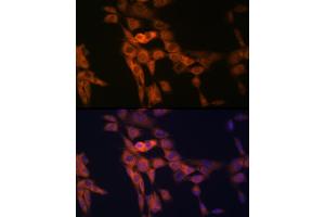 Immunofluorescence analysis of NIH-3T3 cells using TWEAKR/Fn14/CD266 Rabbit mAb (ABIN7271064) at dilution of 1:100 (40x lens). (TNFRSF12A 抗体)