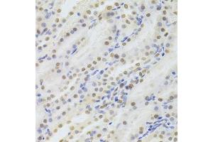 Immunohistochemistry of paraffin-embedded rat kidney using HDGF Antibody. (HDGF 抗体  (AA 1-240))