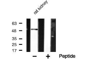 Western blot analysis of hnRNP H expression in rat kidney lysate