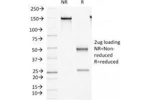 SDS-PAGE Analysis of Purified, BSA-Free FAT2 Antibody (clone 8C5). (FAT Atypical Cadherin 2 (FAT2) 抗体)