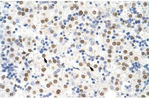 Human Liver (NONO 抗体  (C-Term))