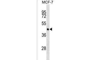 EIF4A3 Antibody (C-term) (ABIN1537085 and ABIN2838327) western blot analysis in MCF-7 cell line lysates (35 μg/lane). (EIF4A3 抗体  (C-Term))
