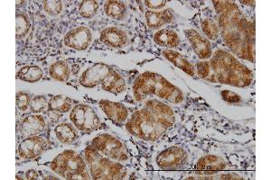 Immunostaining (ISt) image for anti-Mannosidase, Alpha, Class 1B, Member 1 (MAN1B1) (AA 112-211) antibody (ABIN564895)