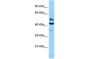 WB Suggested Anti-SH2D4A Antibody Titration: 1. (SH2D4A 抗体  (N-Term))