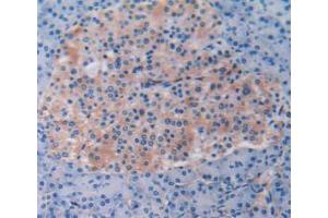 IHC-P analysis of Human Pancreas Tissue, with DAB staining. (Beclin 1 抗体  (AA 1-273))