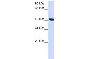 WB Suggested Anti-C1orf159 Antibody Titration:  0. (C1orf159 抗体  (C-Term))