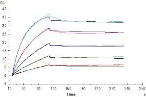 Surface Plasmon Resonance (SPR) image for Fibroblast Growth Factor 21 (FGF21) protein (mFc-Avi Tag) (ABIN7274635)