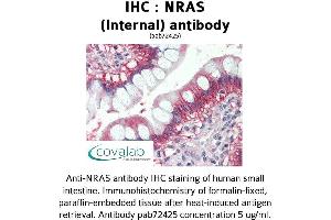 Image no. 1 for anti-GTPase NRas (NRAS) (Internal Region) antibody (ABIN1737523) (GTPase NRas 抗体  (Internal Region))