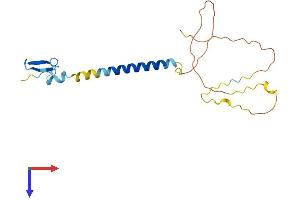 Protein Structure (PS) image for Tumor Necrosis Factor Receptor Superfamily, Member 17 (TNFRSF17) (AA 1-185) protein (His tag) (ABIN7562609)