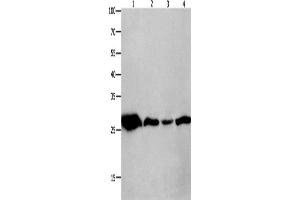 Western Blotting (WB) image for anti-14-3-3 theta (YWHAQ) antibody (ABIN2426259) (14-3-3 theta 抗体)