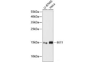 Western blot analysis of extracts of various cell lines using BET1 Polyclonal Antibody at dilution of 1:3000. (BET1 抗体)