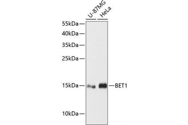 BET1 抗体