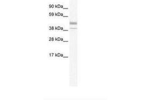Image no. 1 for anti-Estrogen-Related Receptor beta (ESRRB) (N-Term) antibody (ABIN6735991) (ESRRB 抗体  (N-Term))