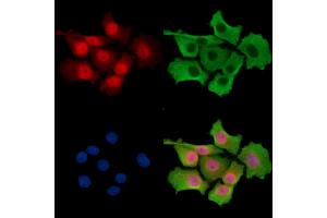 ABIN7096477 and ABIN7100541 staining HepG2 cells by IF/ICC. (UBE3C 抗体)