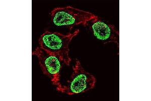 Fluorescent confocal image of HepG2 cell stained with ARGFX Antibody (Center) (ABIN1537723 and ABIN2849257). (ARGFX 抗体  (AA 103-132))