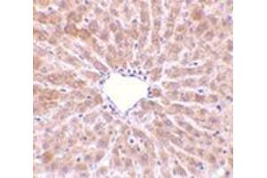 Immunohistochemistry of TIP47 in rat liver tissue with this product at 10 μg/ml. (PLIN3 抗体  (C-Term))