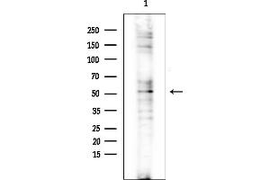 anti-Carbohydrate (N-Acetylglucosamine-6-O) Sulfotransferase 2 (CHST2) (N-Term) antibody