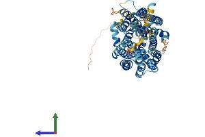 Protein Structure (PS) image for Major Facilitator Superfamily Domain Containing 2A (MFSD2A) (AA 1-543) protein (His tag) (ABIN7554772)