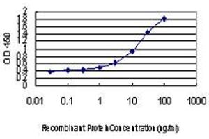 Detection limit for recombinant GST tagged BLVRB is approximately 0. (BLVRB 抗体  (AA 107-206))