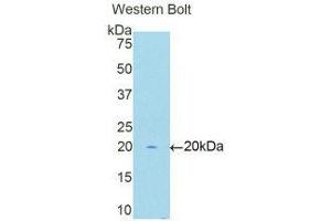 Western Blotting (WB) image for anti-Protein L-Myc (MYCL) (AA 257-394) antibody (ABIN1171696)