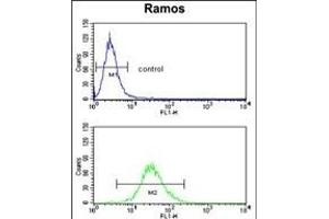 CR2 Antibody (C-term) (ABIN390953 and ABIN2841143) flow cytometry analysis of Ramos cells (bottom histogram) compared to a negative control cell (top histogram).