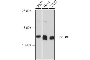 Western blot analysis of extracts of various cell lines, using RPL38 antibody (ABIN6133114, ABIN6147143, ABIN6147144 and ABIN6215604) at 1:3000 dilution. (RPL38 抗体  (AA 1-70))