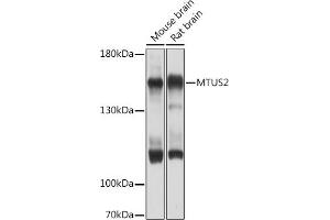 Western blot analysis of extracts of various cell lines, using MTUS2 Rabbit pAb (ABIN7268536) at 1:1000 dilution.