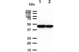 The cell lysates (40ug) were resolved by SDS-PAGE, transferred to PVDF membrane and probed with anti-human CKMT1A antibody (1:1000). (CKMT1A 抗体)